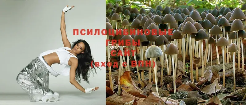 даркнет сайт  Сольцы  гидра вход  Псилоцибиновые грибы Psilocybe 